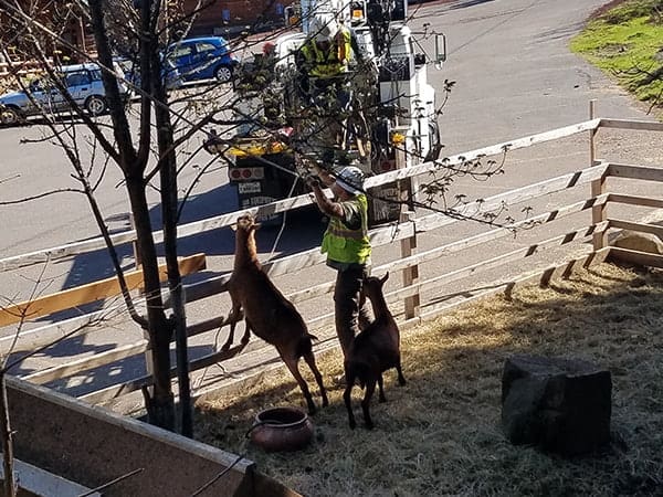 lineman at work