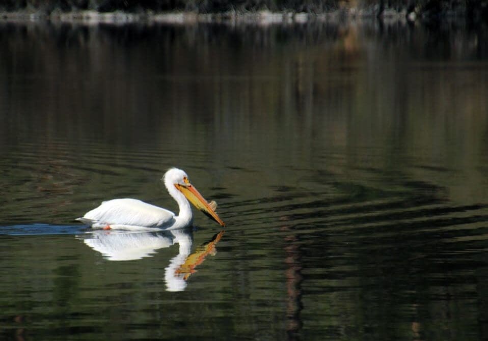 Pelican on Klamath Lake near Klamath Falls, Oregon